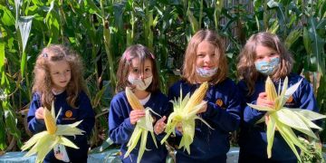 COLHEITA E DEGUSTAÇÃO DO MILHO